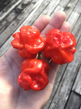 Load image into Gallery viewer, Butch T. x 7 Pot Jonah (Pepper Seeds)