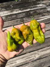 Load image into Gallery viewer, Pseudo Slimer  (Pepper Seeds)
