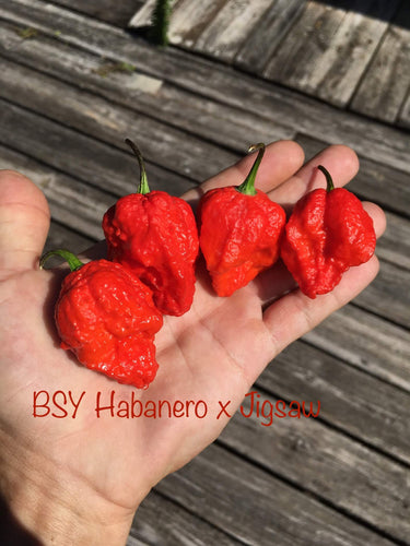 Big Sun Yellow  Habanero X Jigsaw (Red)(Pepper Seeds)