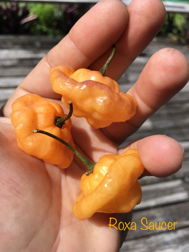 Roxa Saucer (Pepper Seeds)