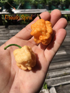 Pseudo Spiral Peach (Pepper Seeds)