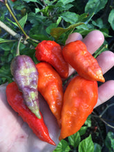 Load image into Gallery viewer, Pandora’s Box Pimenta Jolokia/PJ Mix (Pepper Seeds)