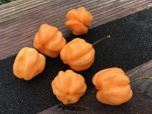 Scotch Bonnet 