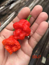 Load image into Gallery viewer, SBJ7 (Pepper Seeds)