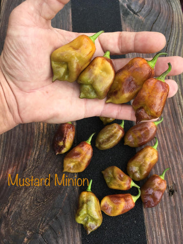 Taj Mahal Mustard Minion (Pepper Seeds)