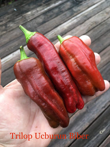 Trilop UcBurun Biber (Pepper Seeds)