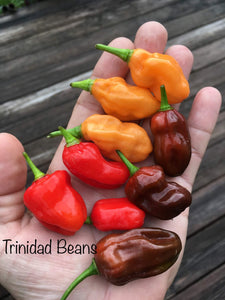 Trinidad Beans Orange (Pepper Seeds)