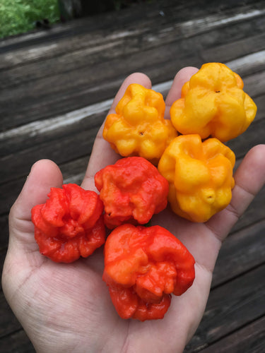 Jonah's Red Brains (Pepper Seeds)