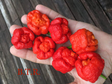 Load image into Gallery viewer, B.T.R. (Butch T. Reaper)(Pepper Seeds)
