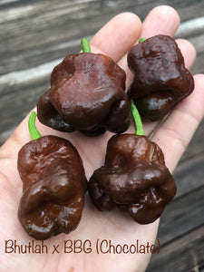 Bhutlah Chocolate X Bubblegum (Pepper Seeds)