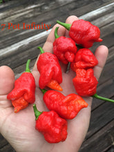 Load image into Gallery viewer, 7 Pot Infinity (Pepper Seeds)