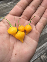 Load image into Gallery viewer, Biquinho Yellow (Pepper Seeds)