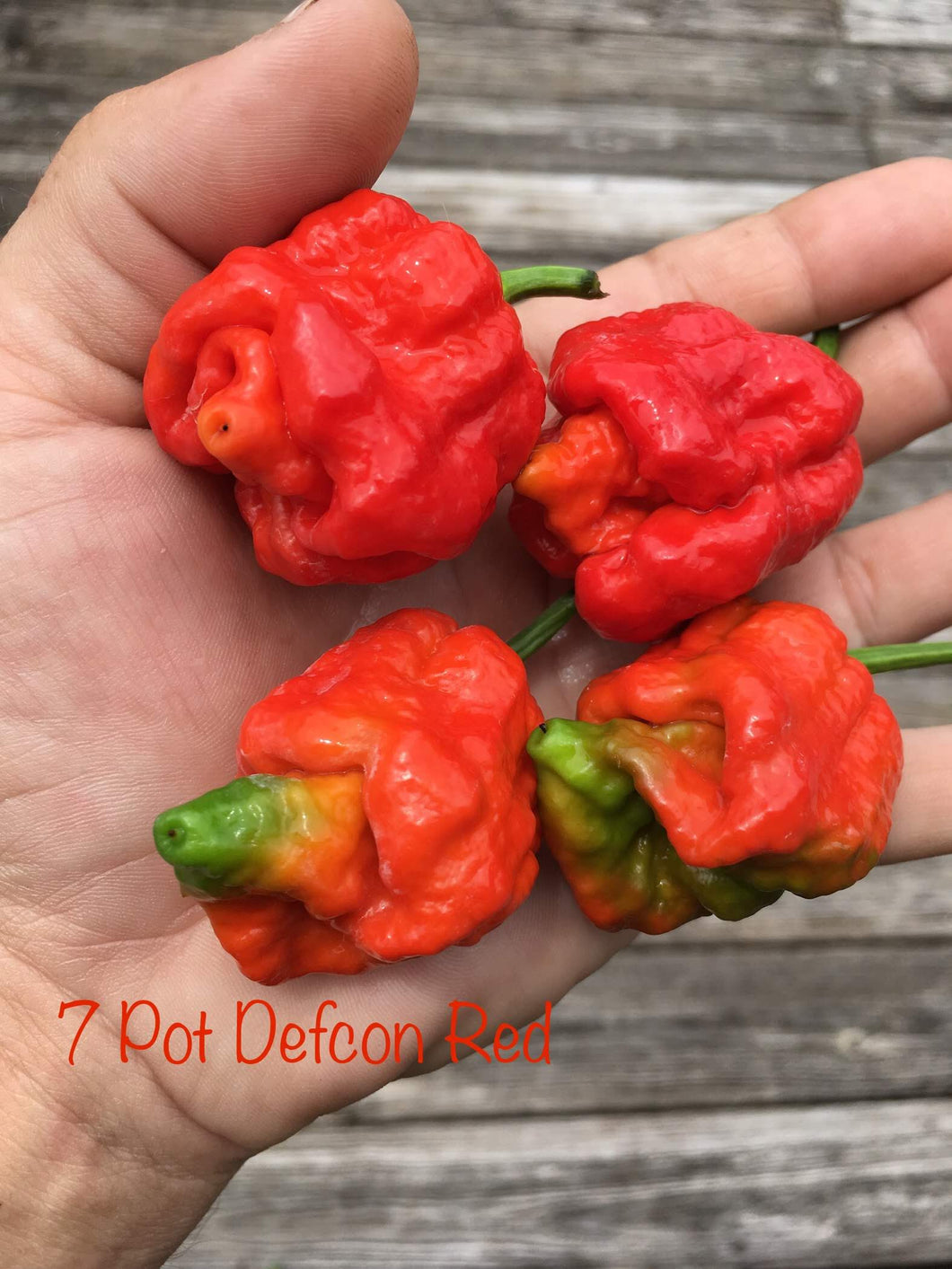 7 Pot Defcon Red (Pepper Seeds)