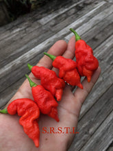 Load image into Gallery viewer, S.R.T.S.L. Scorpion (Pepper Seeds)