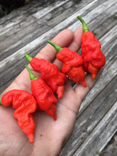 Load image into Gallery viewer, S.R.T.S.L. Scorpion (Pepper Seeds)