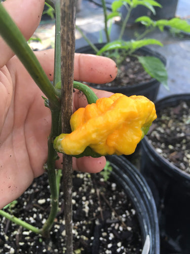 Scotch Bonnet Foodorama Yellow (Pepper Seeds)