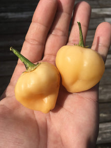 Peachadew/PeppaPeach (Pepper Seeds)