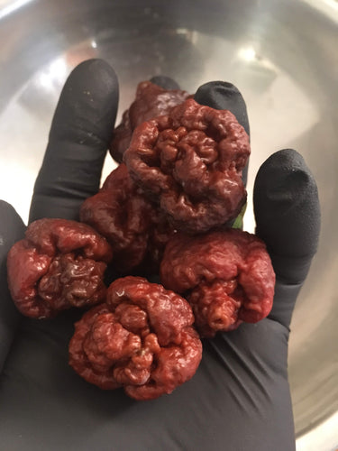 Scorpion Moruga Chocolate (Pepper Seeds)