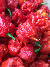 Load image into Gallery viewer, Fresh Carolina Reaper Peppers (SFRB)