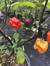 Load image into Gallery viewer, Purple GhostScorpion (Pepper Seeds)