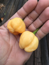 Load image into Gallery viewer, Aji Peach Fantasy (Pepper Seeds)