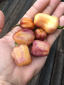 Puma Peach Habanero (Mini) (Pepper Seeds)