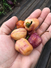 Load image into Gallery viewer, Puma Peach Habanero (Mini) (Pepper Seeds)