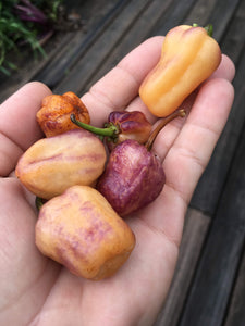 Puma Peach Habanero (Mini) (Pepper Seeds)