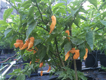 Load image into Gallery viewer, Habanero Orange Lightning (Pepper Seeds)