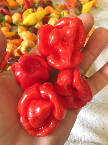 Scotch Bonnet Sweet Moruga Red