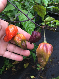 Mojo Red (Pepper Seeds)