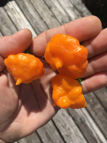 Scorpion I Scream (Pepper Seeds)
