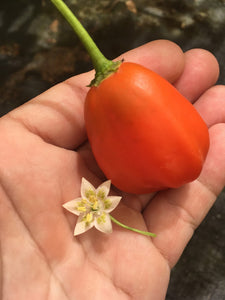 Aji Bolsa De Dulce (Pepper Seeds)
