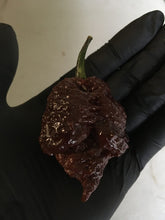 Load image into Gallery viewer, Apocalypse Chocolate (Pepper Seeds)