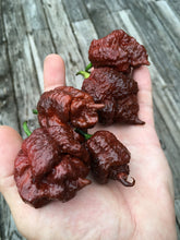 Load image into Gallery viewer, Apocalypse Chocolate (Pepper Seeds)