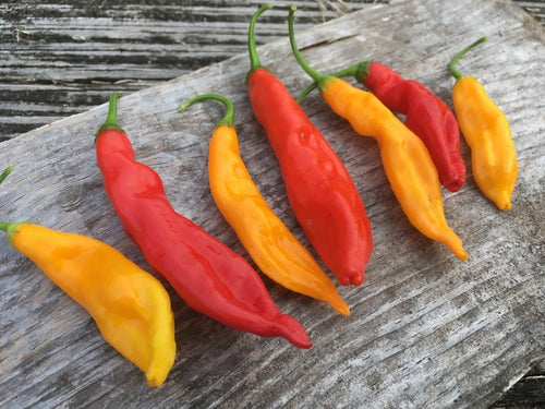 Aji Colorado Orange (Pepper Seeds)