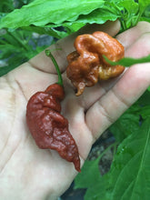 Load image into Gallery viewer, Amnsesia (Pepper Seeds)