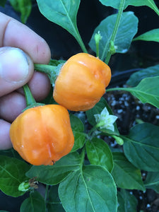 Aji Mango Stumpy (Pepper Seeds)