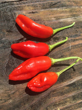 Load image into Gallery viewer, Aji Peanut (Pepper Seeds)