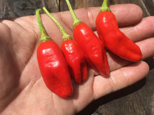 Load image into Gallery viewer, Aji Peanut (Pepper Seeds)