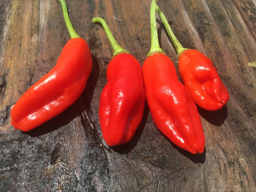 Aji Peanut (Pepper Seeds)