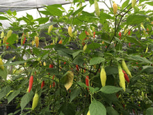 Load image into Gallery viewer, Aji Peruvian (Pepper Seeds)