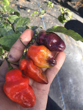 Load image into Gallery viewer, PJ XL Red (Pepper Seeds)