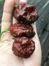 Load image into Gallery viewer, Borg 9 Chocolate (Pepper Seeds)