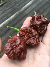 Load image into Gallery viewer, Borg 9 Chocolate (Pepper Seeds)