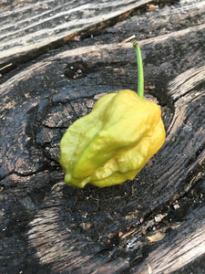 Borg 9 Mustard (Pepper Seeds)