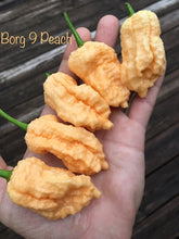 Load image into Gallery viewer, Borg 9 (Peach) Pepper Seeds