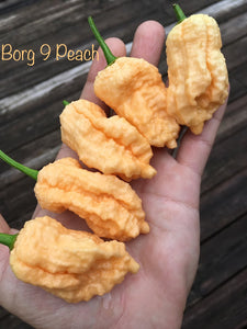 Borg 9 (Peach) Pepper Seeds