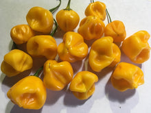 Load image into Gallery viewer, Aji Berry Amarello (Pepper Seeds)