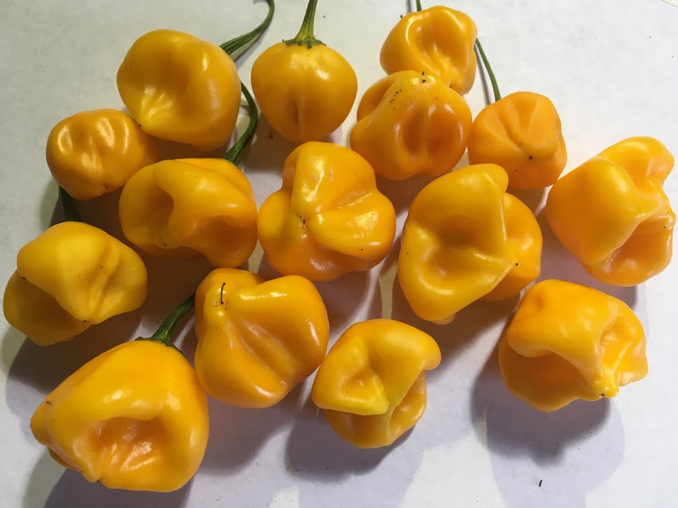 Aji Berry Amarello (Pepper Seeds)